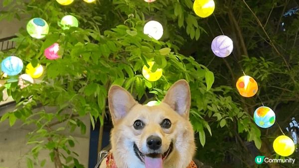 又Pet friendly又靚?一定係西九，第二張影完出?都...