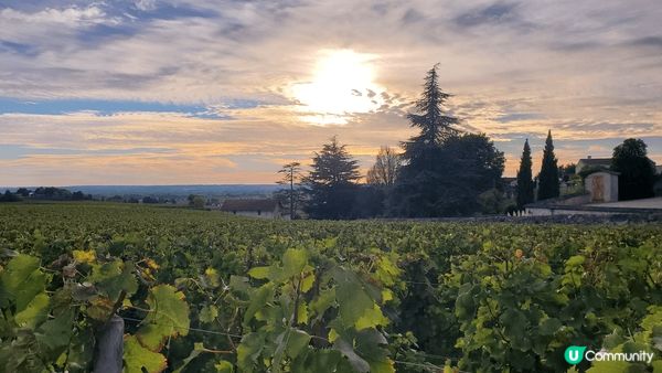 我很愛波爾多的葡萄園，不但可以品嚐美酒佳餚，而且可以學習莊園...