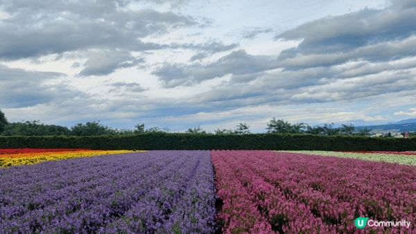 富良野的花海很是浪漫。張家界的奇峰令人大開眼界。鳳凰古城的夜...