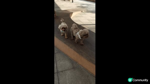 最喜歡帶狗狗去狗公園，可以自己跑自己走，你地又喜歡去那個狗公...