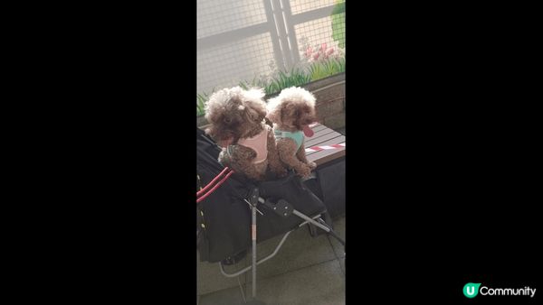 最喜歡帶狗狗去狗公園，可以自己跑自己走，你地又喜歡去那個狗公...