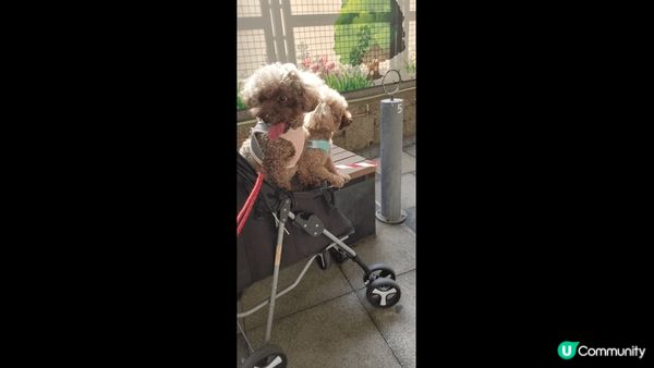 最喜歡帶狗狗去狗公園，可以自己跑自己走，你地又喜歡去那個狗公...