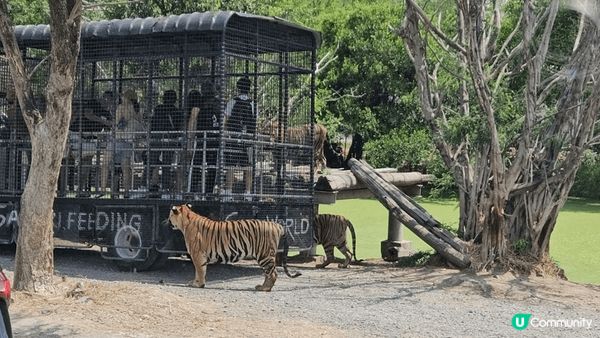 Safari 野生動物園真係好?親子觀光，入面有得餵老虎，長...