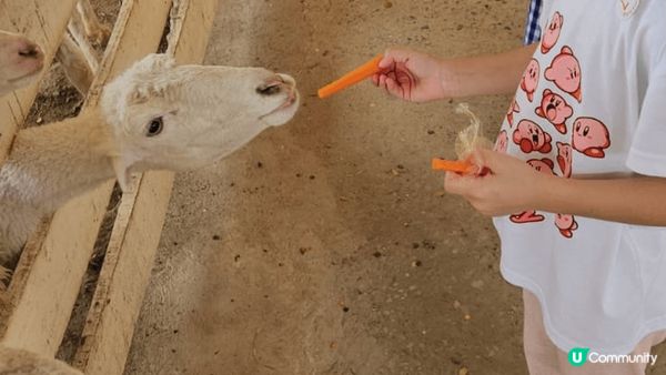 Safari 野生動物園真係好?親子觀光，入面有得餵老虎，長...