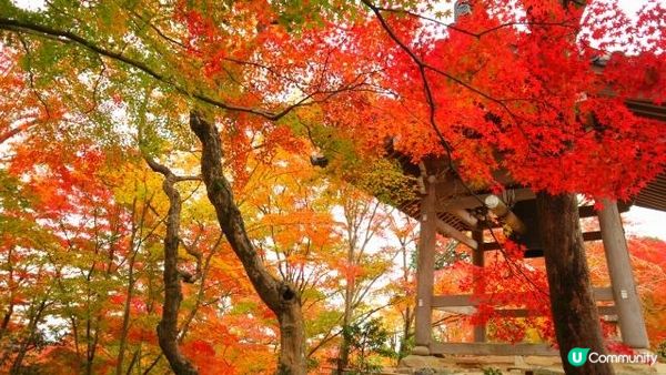 一起去秋天的京都吧。