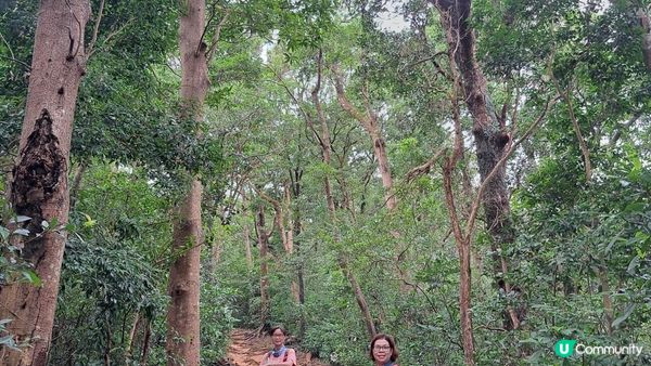 《城門水塘菠蘿壩至荃錦公路行山篇》龍門郊遊徑、大城石澗徑、禾秧脊、肥豬石/孔雀石、恐龍石、禾秧石林