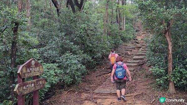 《城門水塘菠蘿壩至荃錦公路行山篇》龍門郊遊徑、大城石澗徑、禾秧脊、肥豬石/孔雀石、恐龍石、禾秧石林