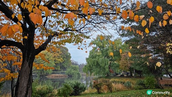 北海道的中島公園以其壯觀的紅葉而聞名，每年秋季吸引了大量遊客...