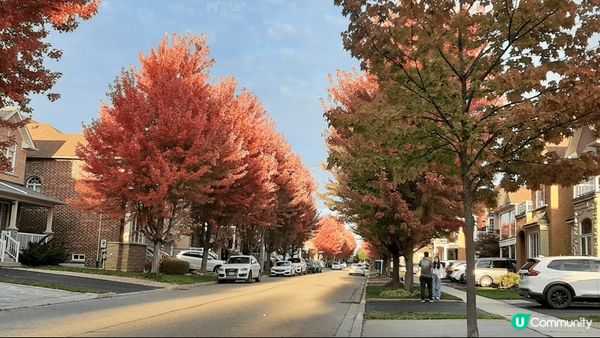 加拿大多倫多萬錦市有許多條街道的楓樹葉都變紅了，景色優美，是...
