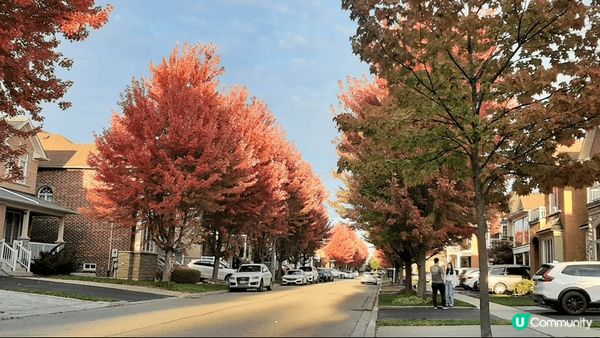 加拿大多倫多萬錦市有許多條街道的楓樹葉都變紅了，景色優美，是...