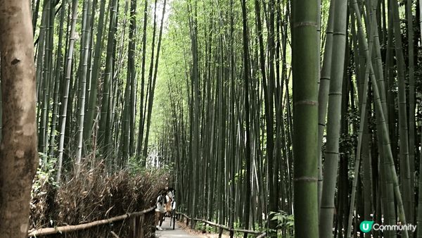 這個是京都竹林+天橋立温泉酒店，起床就望到湖景，又有得浸温泉...