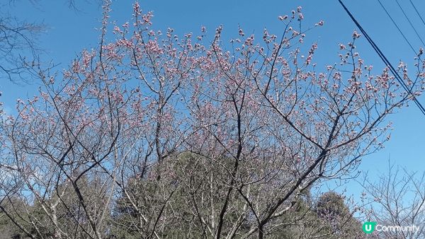 日本的風景十分美麗,尤其是賞櫻季節,景點多,美食多旅遊首選