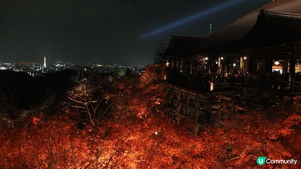 京都夜楓點燈，跟白天不一樣的紅葉魅力！夜晚將燈光打在楓葉上，...