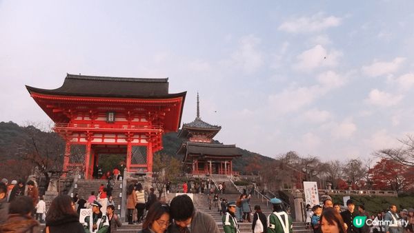 京都夜楓點燈，跟白天不一樣的紅葉魅力！夜晚將燈光打在楓葉上，...