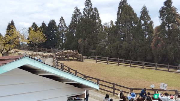 台中青青草原，景色優美，可以親近動物同賞花及觀看湖光山色。