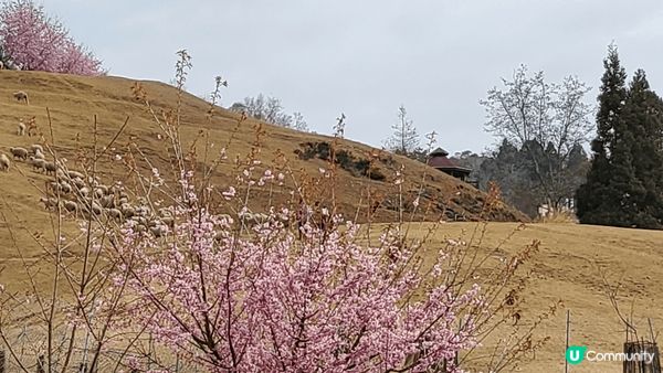 台中青青草原，景色優美，可以親近動物同賞花及觀看湖光山色。