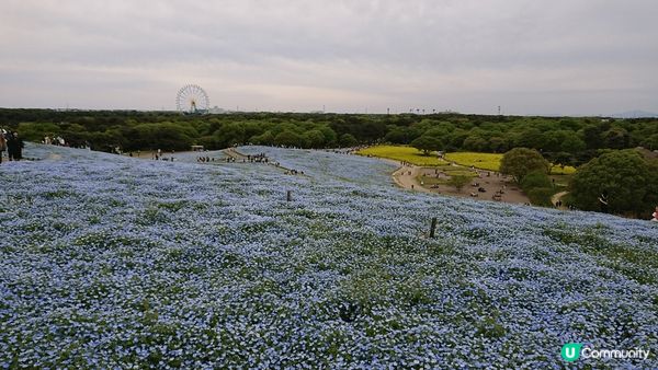 圖片係4月喺東京茨城縣國營常陸海濱公園拍攝的， 蝶豆花近睇好...