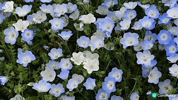 圖片係4月喺東京茨城縣國營常陸海濱公園拍攝的， 蝶豆花近睇好...