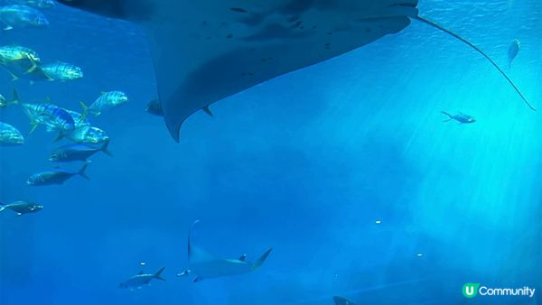 🐋沖繩「美麗海水族館」入面嘅鎮館之寶「鯨鯊」喺巨型玻璃水槽內...
