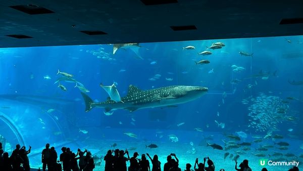 🐋沖繩「美麗海水族館」入面嘅鎮館之寶「鯨鯊」喺巨型玻璃水槽內...