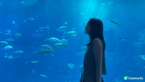 🐋沖繩「美麗海水族館」入面嘅鎮館之寶「鯨鯊」喺巨型玻璃水槽內...