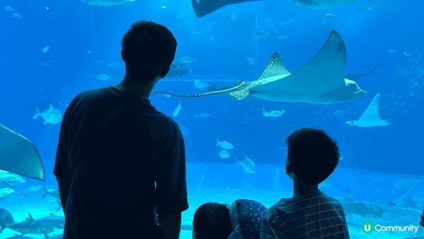 🐋沖繩「美麗海水族館」入面嘅鎮館之寶「鯨鯊」喺巨型玻璃水槽內...