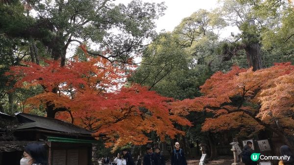 日本地靈人潔, 空氣清新, 正是賞秋葉的好去處 !