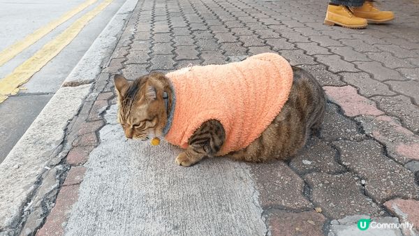 今個聖誕節咁凍，最好去如心廣場的湊湊火煱打邊爐，途中更遇上喵...