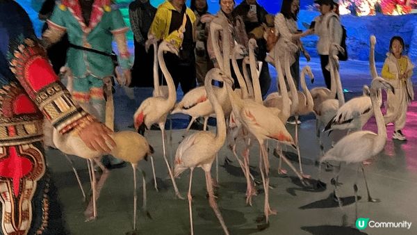 珠海長隆嘅宇宙飛船樂園好好玩，除了觀賞海洋生物，仲有好多機動...