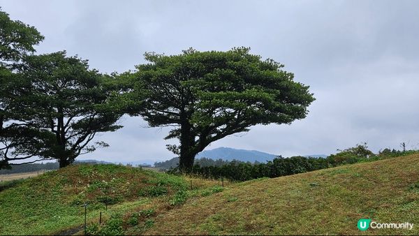 Snnopy Garden bring you back t...