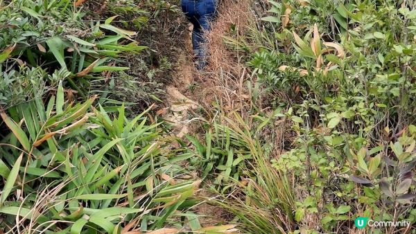 【畢拉山道至天后行山篇】懸空棧道、渣甸山、小馬山、龜石、紅香爐峰