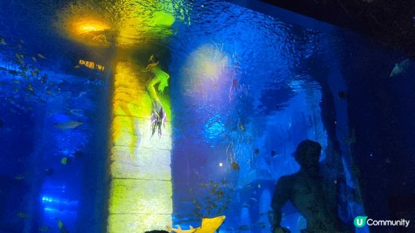 這是正佳廣場海洋館的美人魚，表演精彩，想不到商場內都有很多品...