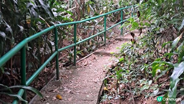 《大埔墟至沙田行山篇》荔枝山，狗肚山