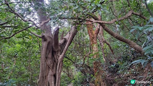 《大埔墟至沙田行山篇》荔枝山，狗肚山