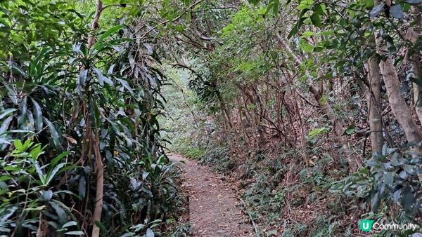 《大埔墟至沙田行山篇》荔枝山，狗肚山