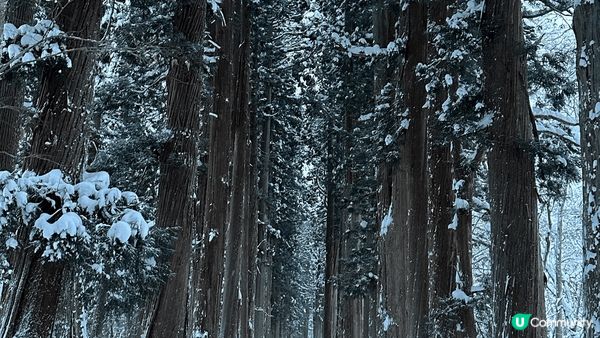 12月嘅日本長野 真係好令 過左一個白色雪地聖誕haha