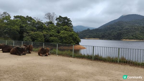 新年行大运，荃灣城门河，见到齐天大聖，牛大力，同各方遊客BB...
