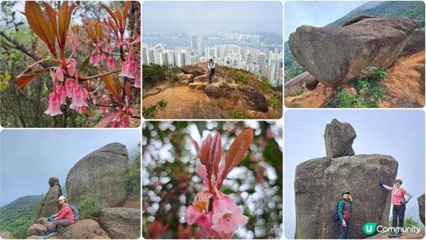 《大潭道至西灣河行山篇》野豬徑、柏架山、將軍石/僧侶石/元寶石➕️吊鐘花