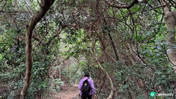 《大潭道至西灣河行山篇》野豬徑、柏架山、將軍石/僧侶石/元寶石➕️吊鐘花