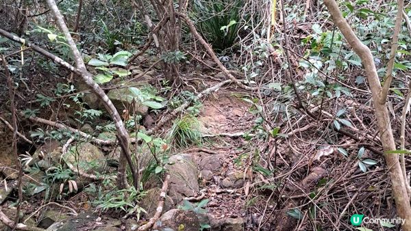 《大潭道至西灣河行山篇》野豬徑、柏架山、將軍石/僧侶石/元寶石➕️吊鐘花