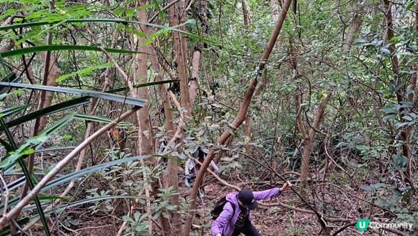 《大潭道至西灣河行山篇》野豬徑、柏架山、將軍石/僧侶石/元寶石➕️吊鐘花