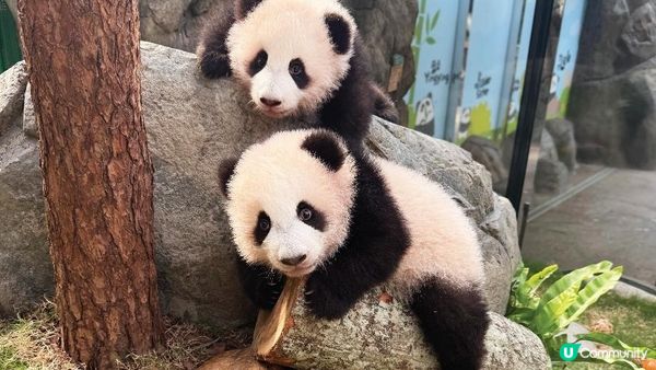 香港大熊貓全攻略｜6隻熊貓點分辦？歷史、日常、冷知識一次睇晒！