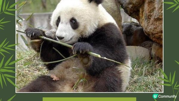 香港大熊貓全攻略｜6隻熊貓點分辦？歷史、日常、冷知識一次睇晒！