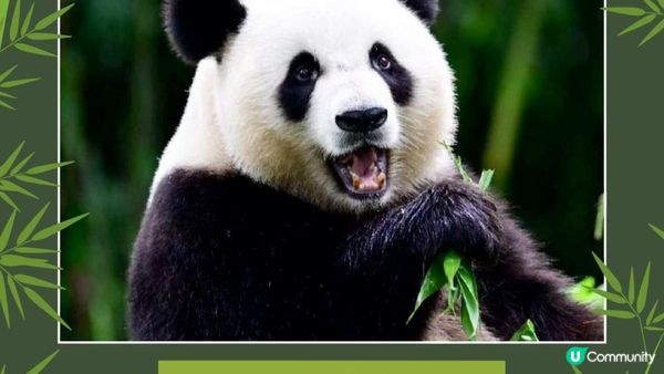 香港大熊貓全攻略｜6隻熊貓點分辦？歷史、日常、冷知識一次睇晒！