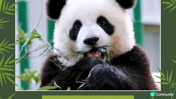 香港大熊貓全攻略｜6隻熊貓點分辦？歷史、日常、冷知識一次睇晒！