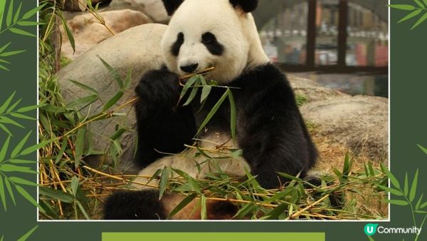 香港大熊貓全攻略｜6隻熊貓點分辦？歷史、日常、冷知識一次睇晒！