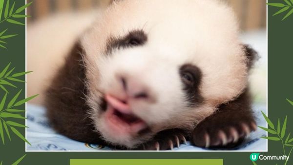 香港大熊貓全攻略｜6隻熊貓點分辦？歷史、日常、冷知識一次睇晒！