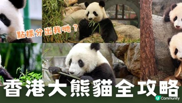 香港大熊貓全攻略｜6隻熊貓點分辦？歷史、日常、冷知識一次睇晒！