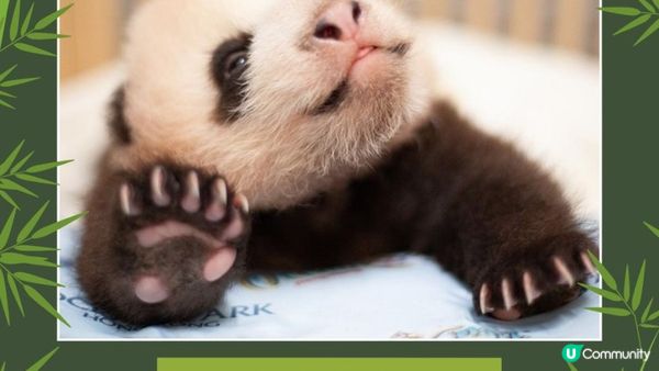 香港大熊貓全攻略｜6隻熊貓點分辦？歷史、日常、冷知識一次睇晒！