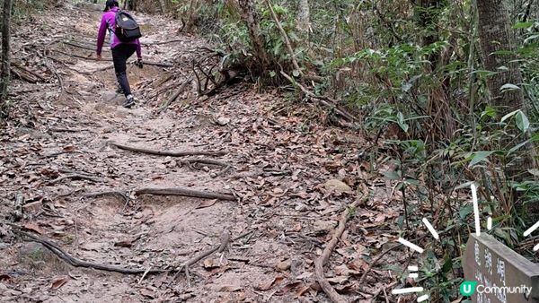 (船灣淡水湖效郊遊徑)烏蛟騰至大美督